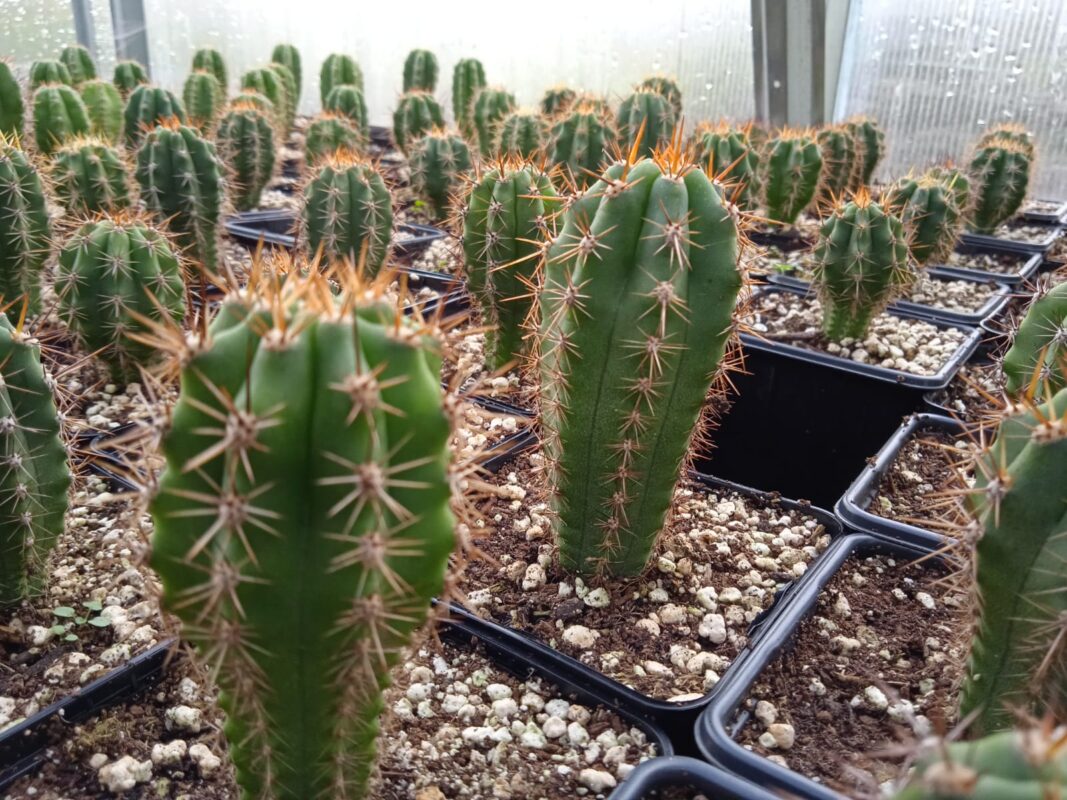 Trichocereus peruvianus – Peruvian Torch – Seedlings