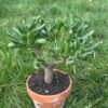 Crassula ovata 'Gollum' | Cactocereus UK t/a Trichocereus UK