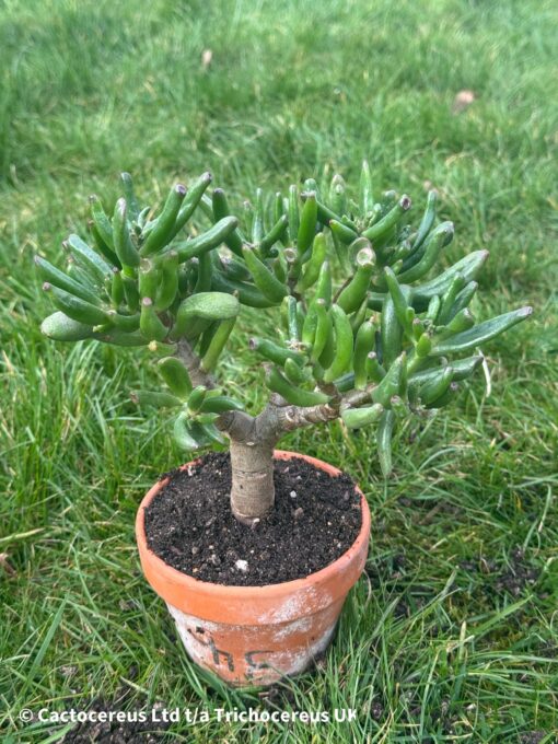 Crassula ovata 'Gollum' | Cactocereus UK t/a Trichocereus UK