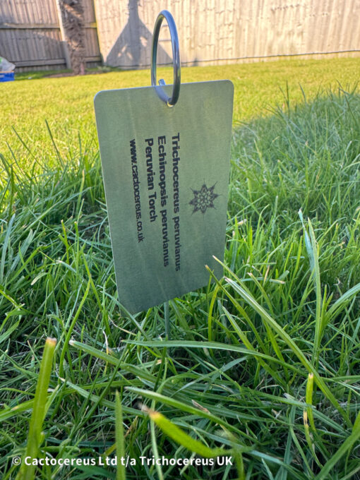 Custom Forever Plant Labels - Hanging Label | Cactocereus UK t/a Trichocereus UK