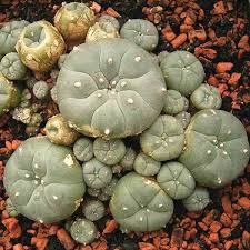 PEYOTE
