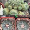 Lophophora fricii Adults - 3cm+ | Cactocereus UK t/a Trichocereus UK