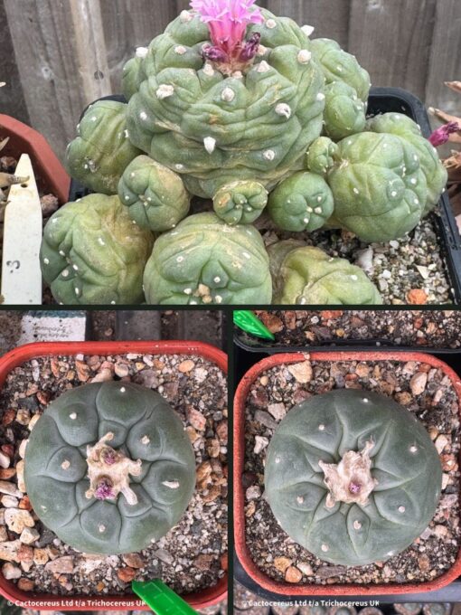 Lophophora fricii Adults - 3cm+ | Cactocereus UK t/a Trichocereus UK
