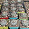 Lophophora williamsii - Peyote Adults (3cm +) | Cactocereus UK t/a Trichocereus UK