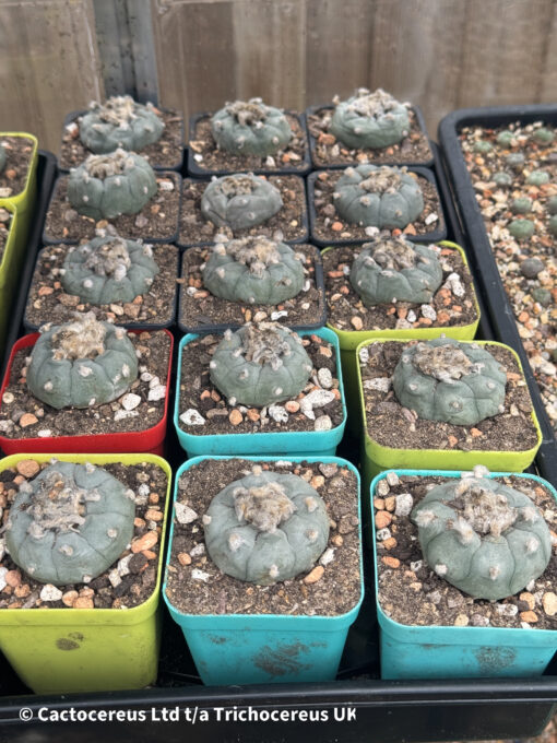 Lophophora williamsii - Peyote Adults (3cm +) | Cactocereus UK t/a Trichocereus UK