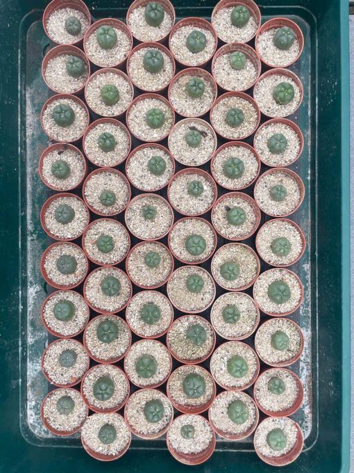 Lophophora williamsii - Peyote Seedlings | Cactocereus UK t/a Trichocereus UK