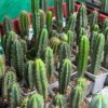 Misplant Mystery Mix - 2 For 1 - Mixed Tr. Seedlings | Cactocereus UK t/a Trichocereus UK