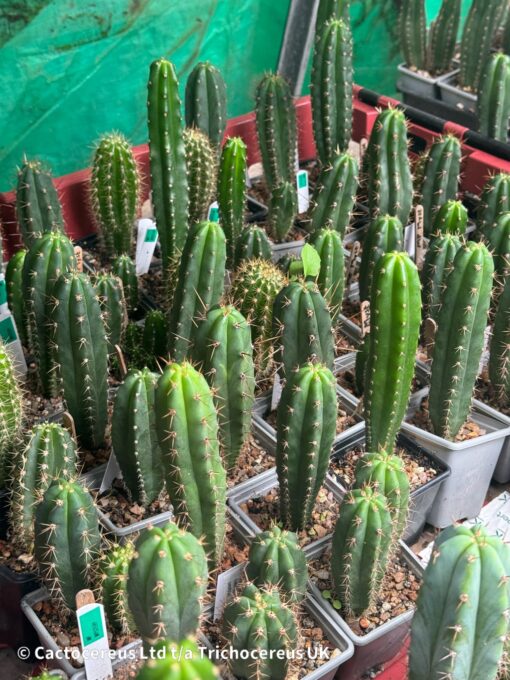 Misplant Mystery Mix - 2 For 1 - Mixed Tr. Seedlings | Cactocereus UK t/a Trichocereus UK