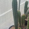 Psycho0 x (Tr. pachanoi x Tr. bridgesii "33") | Cactocereus UK t/a Trichocereus UK