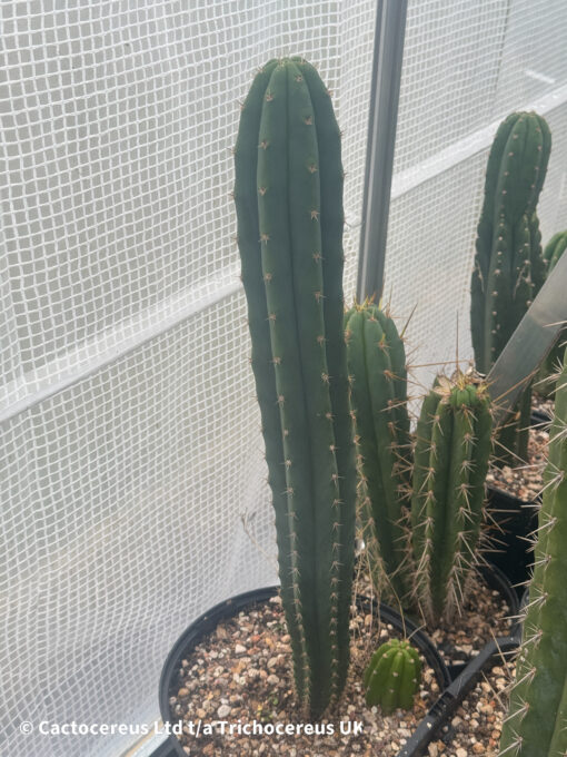 Psycho0 x (Tr. pachanoi x Tr. bridgesii "33") | Cactocereus UK t/a Trichocereus UK