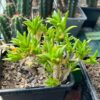 Sceletium tortuosum / Kanna - Rooted Cuttings | Cactocereus UK t/a Trichocereus UK
