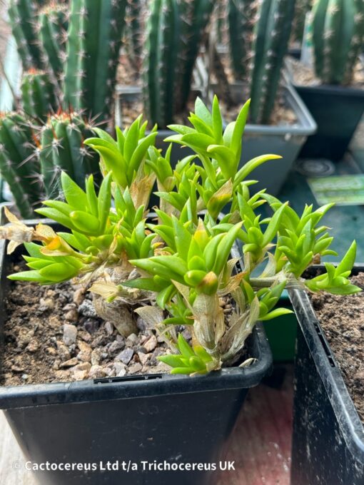 Sceletium tortuosum / Kanna - Rooted Cuttings | Cactocereus UK t/a Trichocereus UK