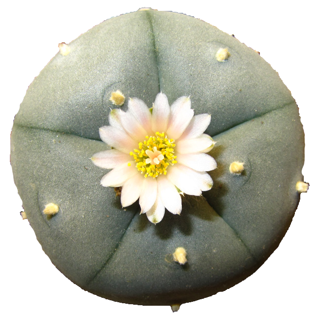 what is peyote used for