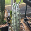 Stenocereus beneckei - Whole Plants | Cactocereus UK t/a Trichocereus UK