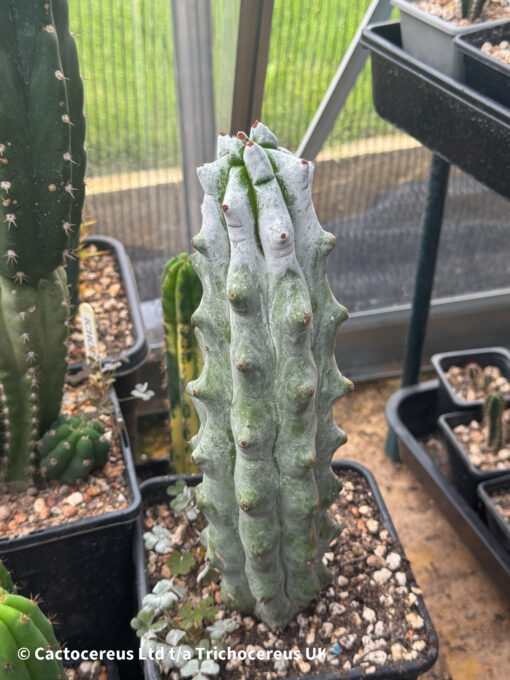 Stenocereus beneckei - Whole Plants | Cactocereus UK t/a Trichocereus UK