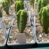Tr. bridgesii (Bolivian Torch) Seeds | Cactocereus UK t/a Trichocereus UK