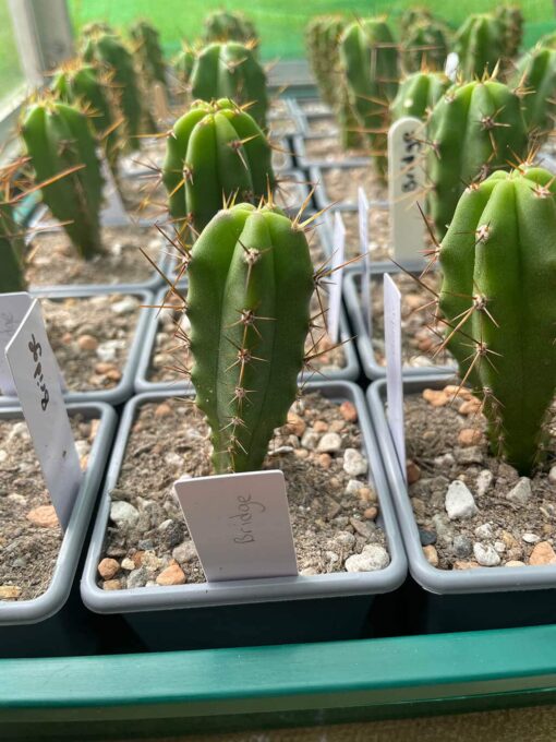 Tr. bridgesii (Bolivian Torch) Seeds | Cactocereus UK t/a Trichocereus UK