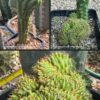 Tr. bridgesii 'Lee' x TPM (Misplant) | Cactocereus UK t/a Trichocereus UK