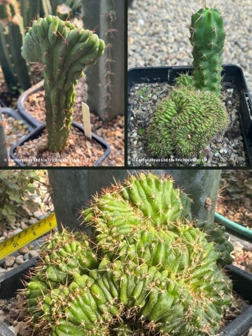 Tr. bridgesii 'Lee' x TPM (Misplant) | Cactocereus UK t/a Trichocereus UK