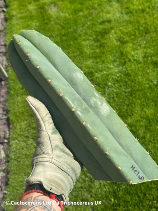 Tr. cordobensis - Cuts | Cactocereus UK t/a Trichocereus UK