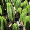 Tr. cordobensis x Tr. scopulicola | Cactocereus UK t/a Trichocereus UK