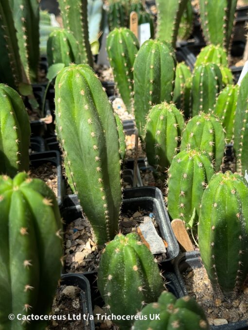 Tr. cordobensis x Tr. scopulicola | Cactocereus UK t/a Trichocereus UK