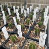 Tr. (Ech) scopulicola Seedlings | Cactocereus UK t/a Trichocereus UK