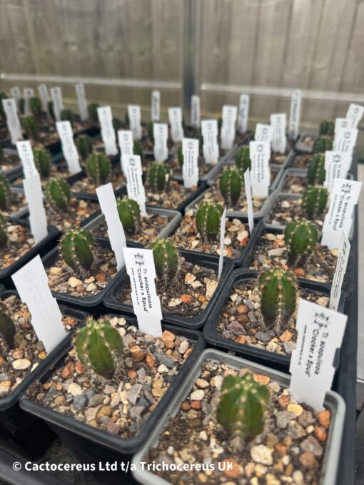 Tr. (Ech) scopulicola Seedlings | Cactocereus UK t/a Trichocereus UK