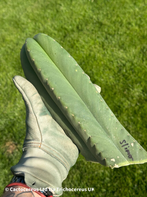 Tr. (Ech) scopulicola 'Slimer' Clone | Cactocereus UK t/a Trichocereus UK