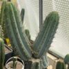 Tr. macrogonus (peruvianus) - Cuttings | Cactocereus UK t/a Trichocereus UK