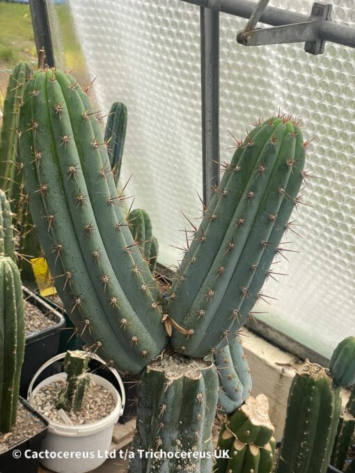 Tr. macrogonus (peruvianus) - Cuttings | Cactocereus UK t/a Trichocereus UK