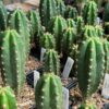 Tr. pachanoi 'Andrew the Giant' x Tr. peruvianus 'Zorro' | Cactocereus UK t/a Trichocereus UK