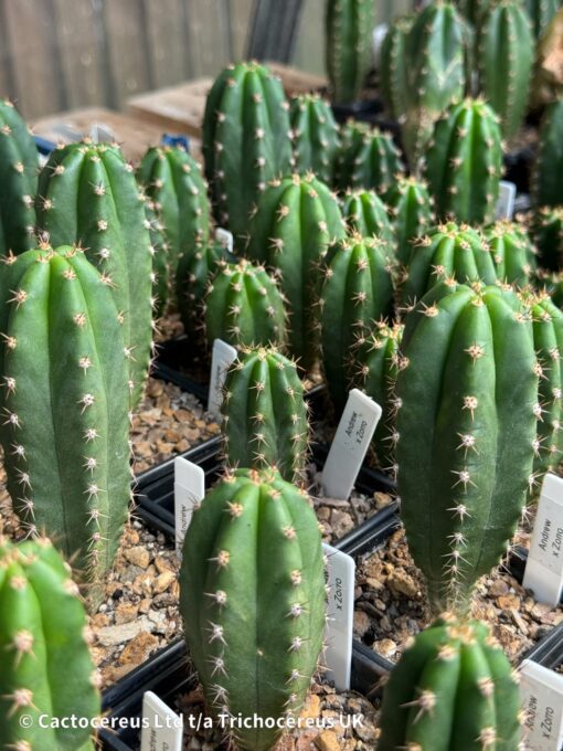 Tr. pachanoi 'Andrew the Giant' x Tr. peruvianus 'Zorro' | Cactocereus UK t/a Trichocereus UK