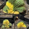 Tr. pachanoi f. Cristata Variegated 'TPCV' - Bi-colour | Cactocereus UK t/a Trichocereus UK