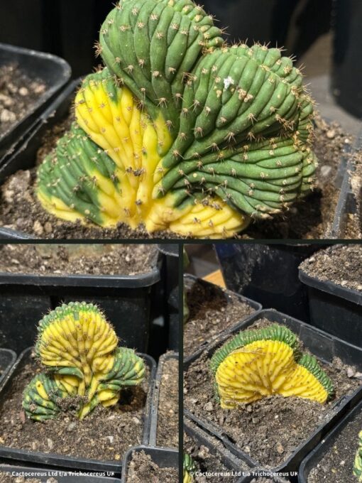 Tr. pachanoi f. Cristata Variegated 'TPCV' - Bi-colour | Cactocereus UK t/a Trichocereus UK