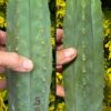 Tr. pachanoi 'Monika' - San Pedro | Cactocereus UK t/a Trichocereus UK