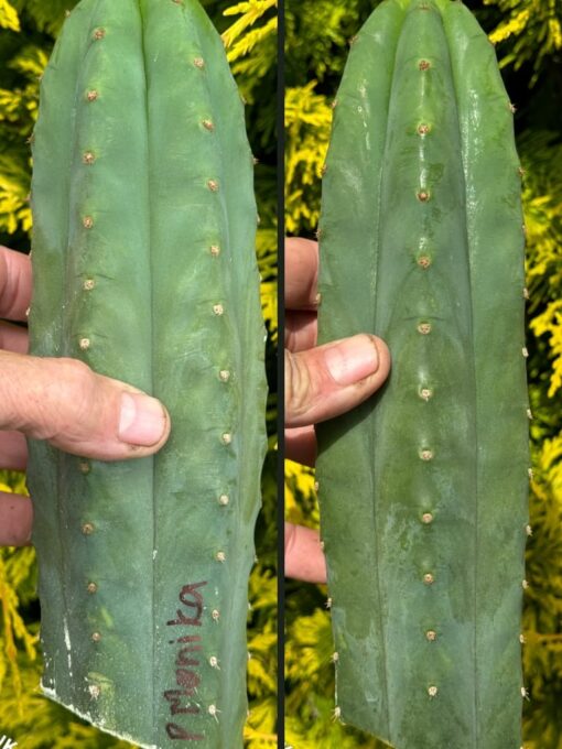 Tr. pachanoi 'Monika' - San Pedro | Cactocereus UK t/a Trichocereus UK