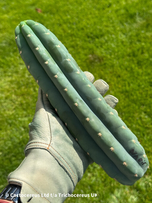 Tr. pachanoi "Nadir" Clone Cuts | Cactocereus UK t/a Trichocereus UK