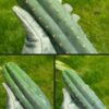 Tr. pachanoi 'Rod' - Cuts | Cactocereus UK t/a Trichocereus UK