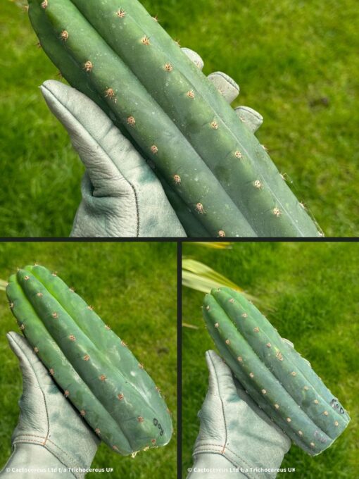 Tr. pachanoi 'Rod' - Cuts | Cactocereus UK t/a Trichocereus UK