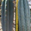 Tr. peruvianus 'Althea x Len' Seeds | Cactocereus UK t/a Trichocereus UK