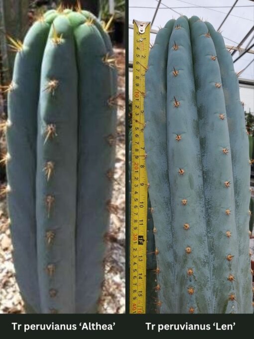 Tr. peruvianus 'Althea x Len' Seeds | Cactocereus UK t/a Trichocereus UK