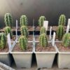 Tr. peruvianus "Crazy Spines" x Tr. scopulicola - Cross | Cactocereus UK t/a Trichocereus UK