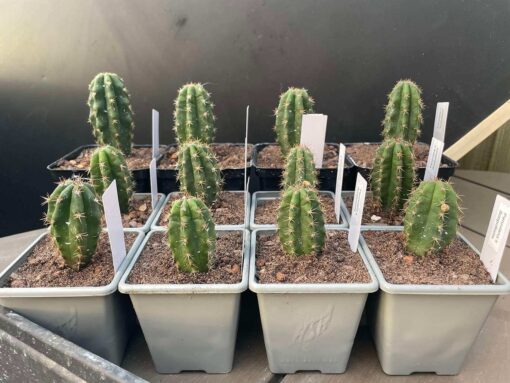 Tr. peruvianus "Crazy Spines" x Tr. scopulicola - Cross | Cactocereus UK t/a Trichocereus UK