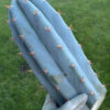 Tr. peruvianus 'Matucana' Cuttings | Cactocereus UK t/a Trichocereus UK