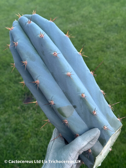 Tr. peruvianus 'Matucana' Cuttings | Cactocereus UK t/a Trichocereus UK