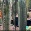 Tr. peruvianus 'Matucana' x Tr. scopulicola Seeds | Cactocereus UK t/a Trichocereus UK