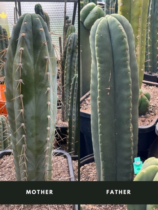 Tr. peruvianus 'Matucana' x Tr. scopulicola Seeds | Cactocereus UK t/a Trichocereus UK