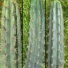 Tr. peruvianus (Peruvian Torch) Cuttings | Cactocereus UK t/a Trichocereus UK