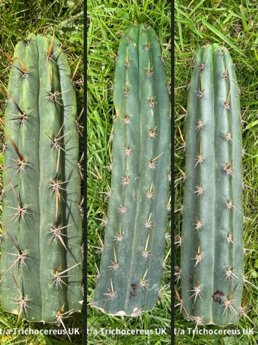Tr. peruvianus (Peruvian Torch) Cuttings | Cactocereus UK t/a Trichocereus UK